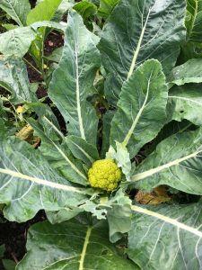 cauliflower